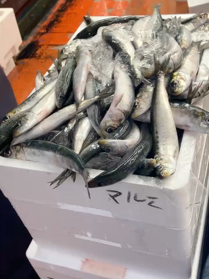 鮮魚